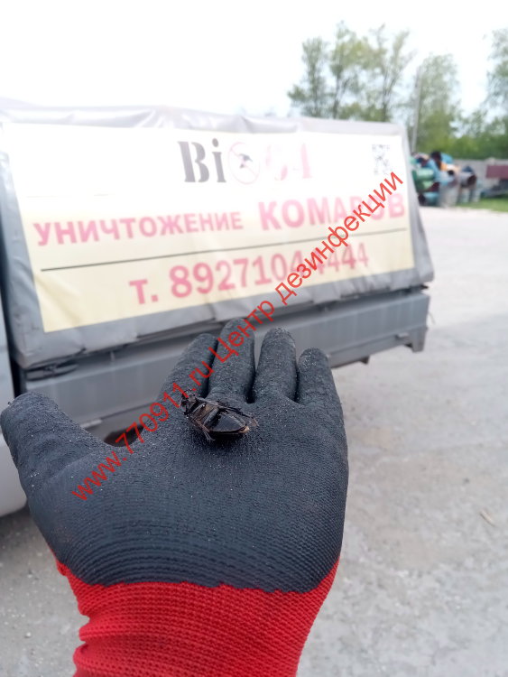 Обработка от комаров и клещей